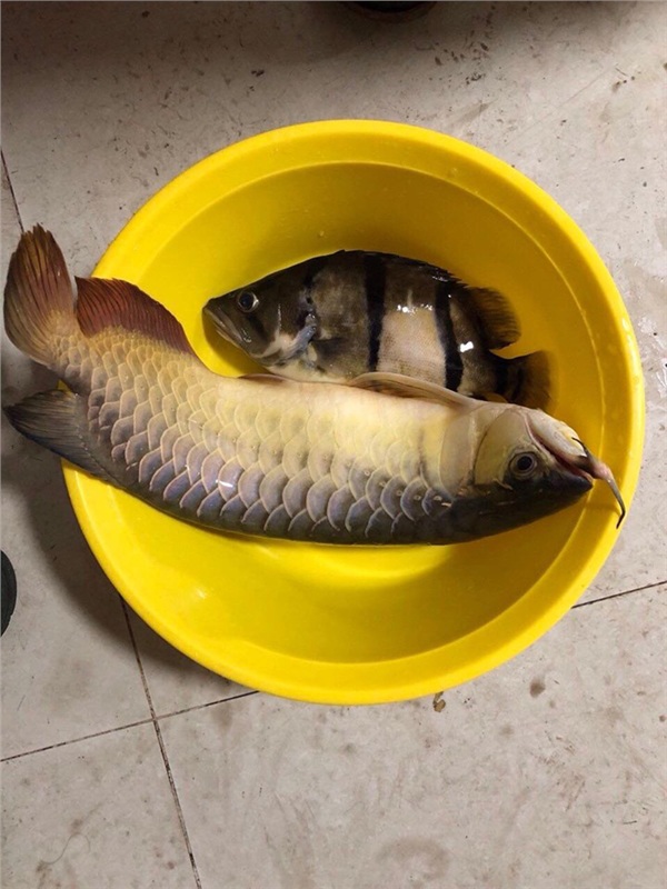 Con hàng xóm đến chơi đổ xà phòng làm chết cặp cá tiền triệu, sang bắt đền thì nhận được lời đáp ngỡ ngàng