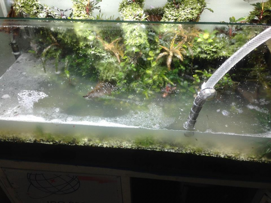 Con hàng xóm đến chơi đổ xà phòng làm chết cặp cá tiền triệu, sang bắt đền thì nhận được lời đáp ngỡ ngàng