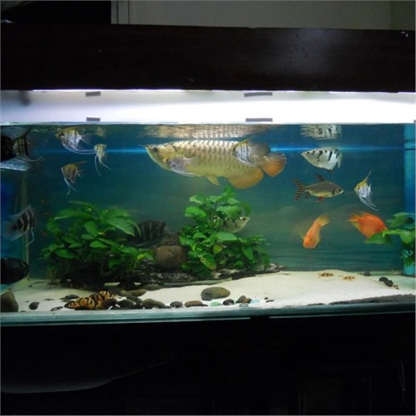 Con hàng xóm đến chơi đổ xà phòng làm chết cặp cá tiền triệu, sang bắt đền thì nhận được lời đáp ngỡ ngàng