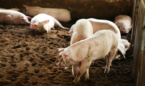 Dịch tả lan rộng đẩy giá heo hơi giảm mạnh