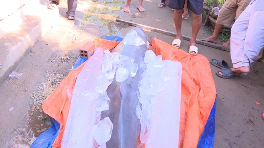 Bắt được cá lạ nặng 150 kg trên sông Cổ Chiên