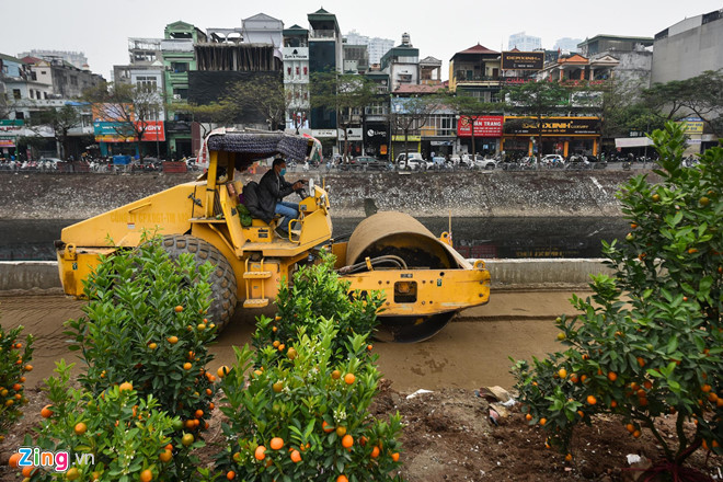 Hà Nội dự kiến di chuyển gần 2.000 cây xanh để xén hè, dải phân cách