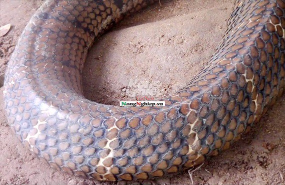 Cận cảnh cặp rắn hổ mây khủng nặng 60kg, dài 7m đầu to bằng nửa cục gạch vừa bắt được ở chân núi Cấm