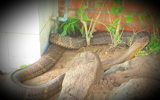 Cận cảnh cặp rắn hổ mây khủng nặng 60kg, dài 7m đầu to bằng nửa cục gạch vừa bắt được ở chân núi Cấm