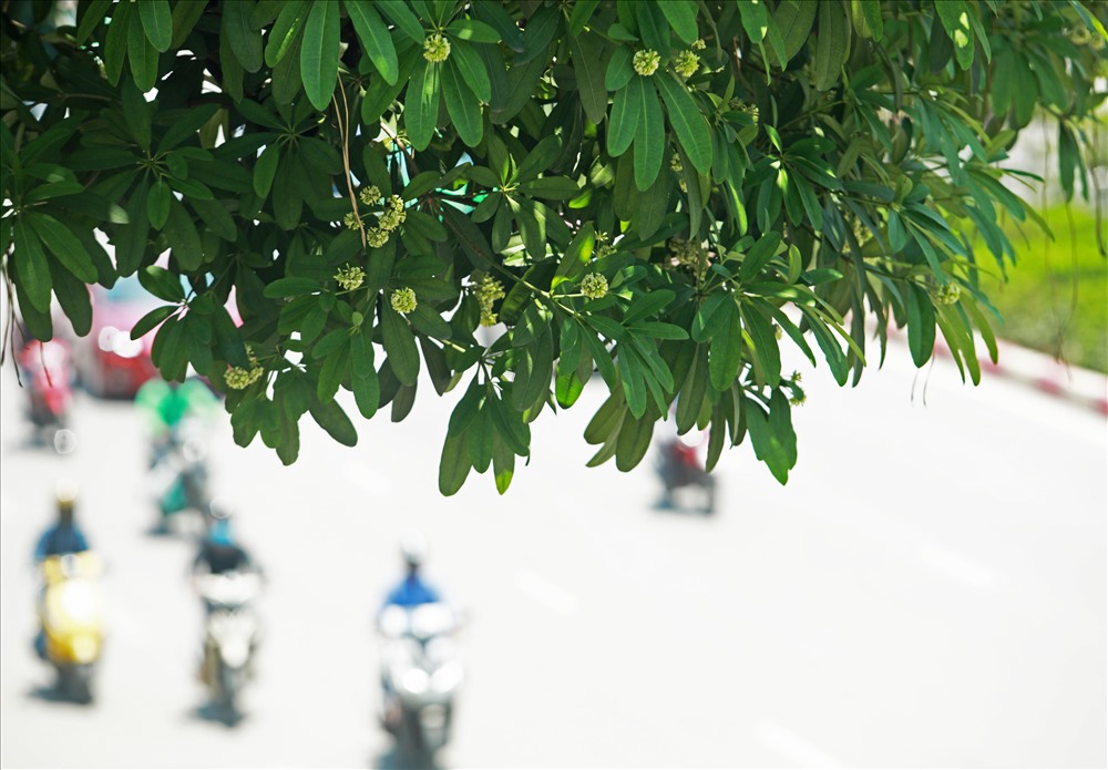 Ngỡ ngàng mùi hoa sữa trái mùa giữa lòng Hà Nội