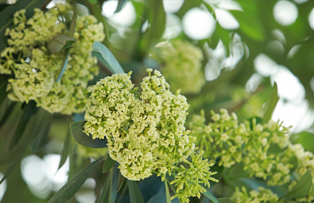 Ngỡ ngàng mùi hoa sữa trái mùa giữa lòng Hà Nội