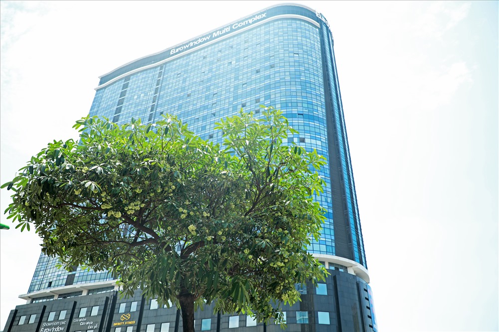 Ngỡ ngàng mùi hoa sữa trái mùa giữa lòng Hà Nội