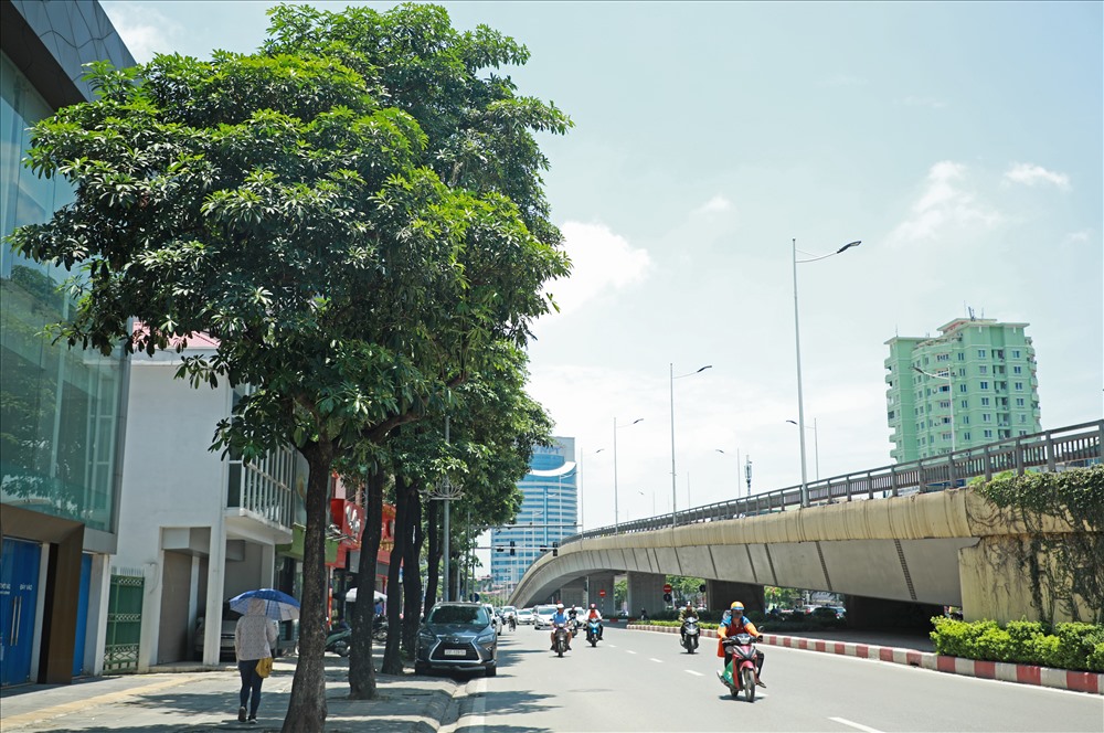 Ngỡ ngàng mùi hoa sữa trái mùa giữa lòng Hà Nội