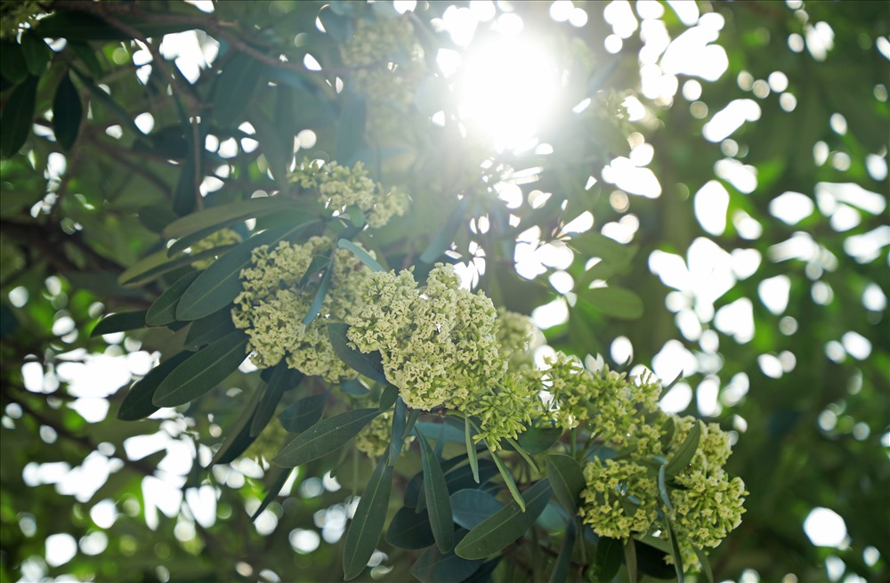 Ngỡ ngàng mùi hoa sữa trái mùa giữa lòng Hà Nội