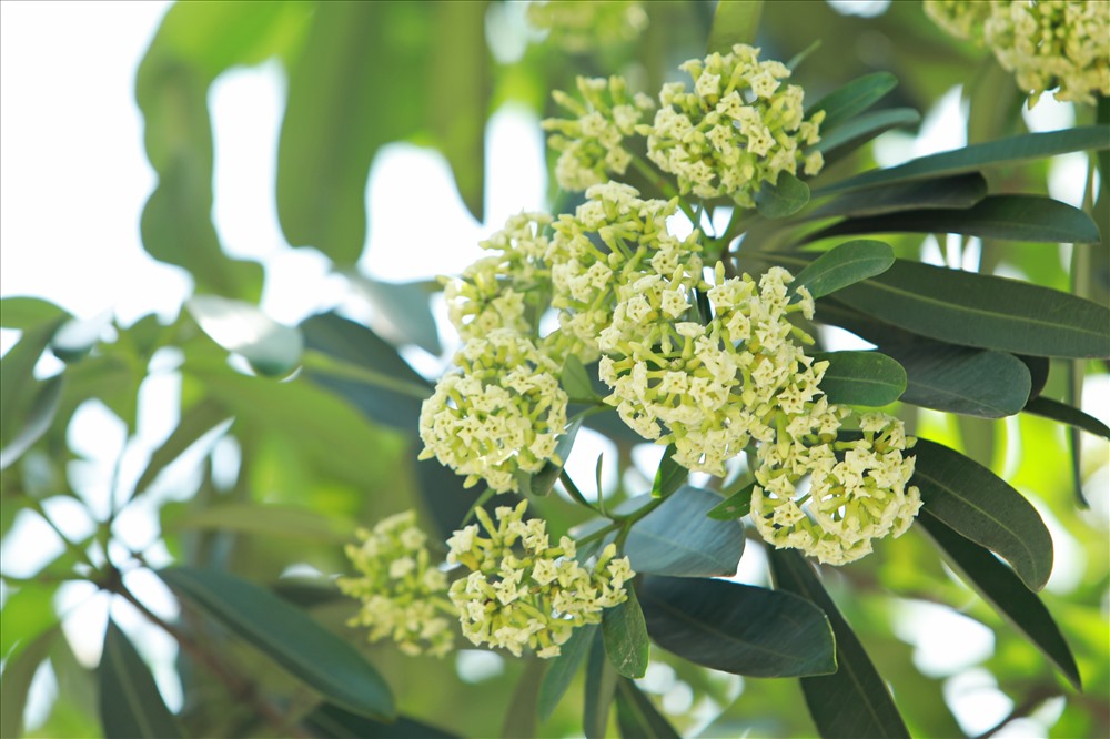 Ngỡ ngàng mùi hoa sữa trái mùa giữa lòng Hà Nội