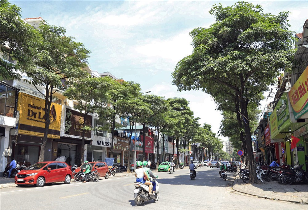 Ngỡ ngàng mùi hoa sữa trái mùa giữa lòng Hà Nội