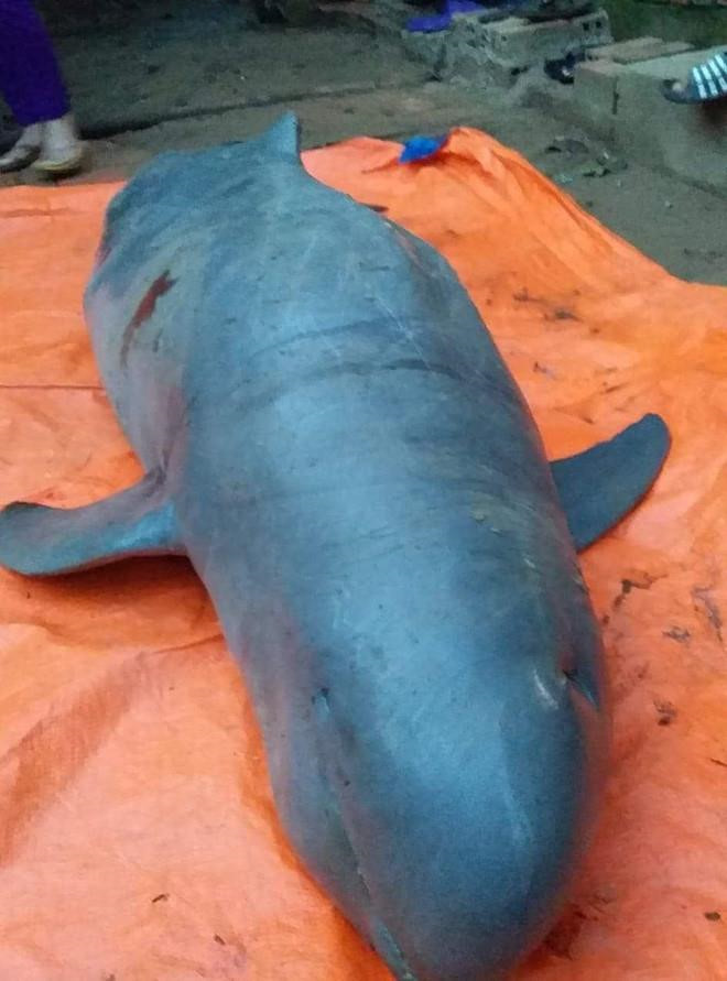 Ngư dân đòi 40 triệu mới giao xác ‘cá nược Minh Hải’