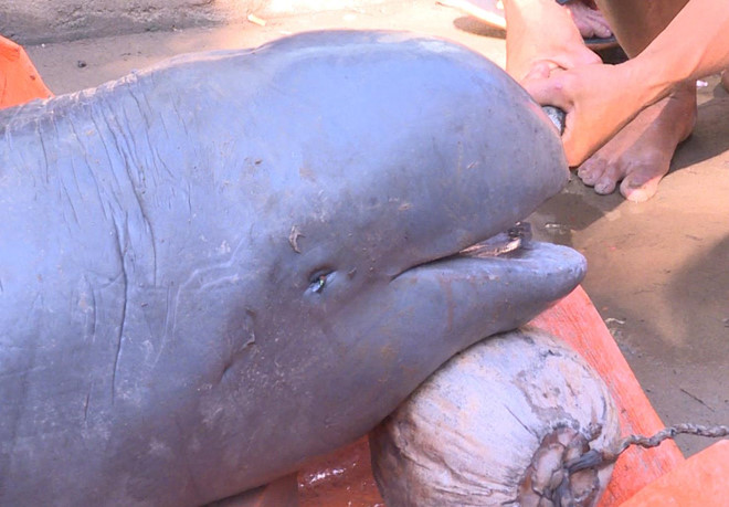 Ngư dân đòi 40 triệu mới giao xác ‘cá nược Minh Hải’