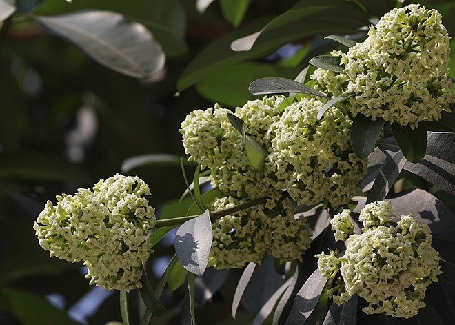 Vì sao hoa sữa Hà Nội nở trái mùa?