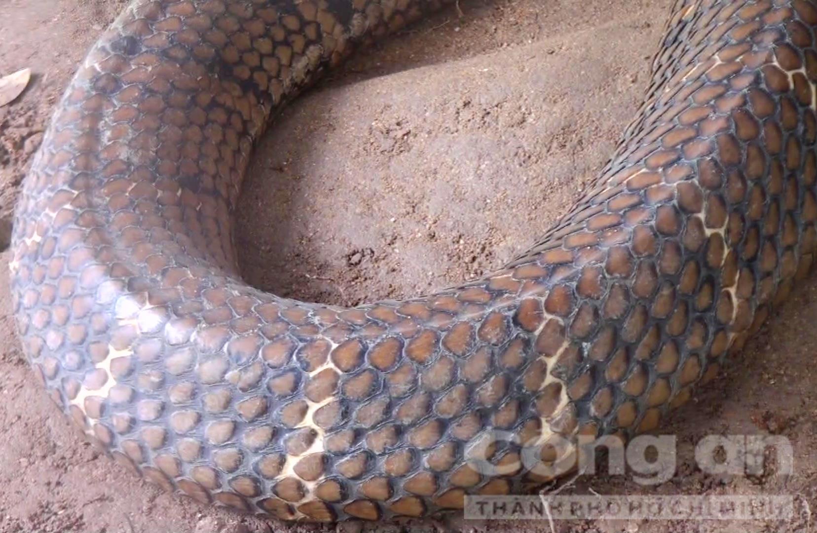 Những chuyện kể ly kỳ về rắn khổng lồ ở núi Cấm