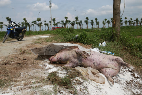 Nhiều xác lợn chết trôi trên sông ở Hà Nội