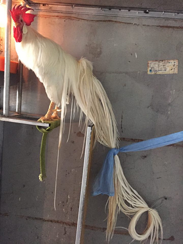 Hơn trăm triệu đồng một con gà đuôi dài 2,5 m