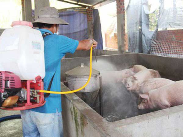 Virus gây bệnh dịch tả lợn châu Phi có sức đề kháng cao, có thể tồn tại lâu ở ngoài môi trường