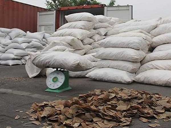 Bắt giữ hơn 8 tấn vảy tê tê tại cảng Hải Phòng