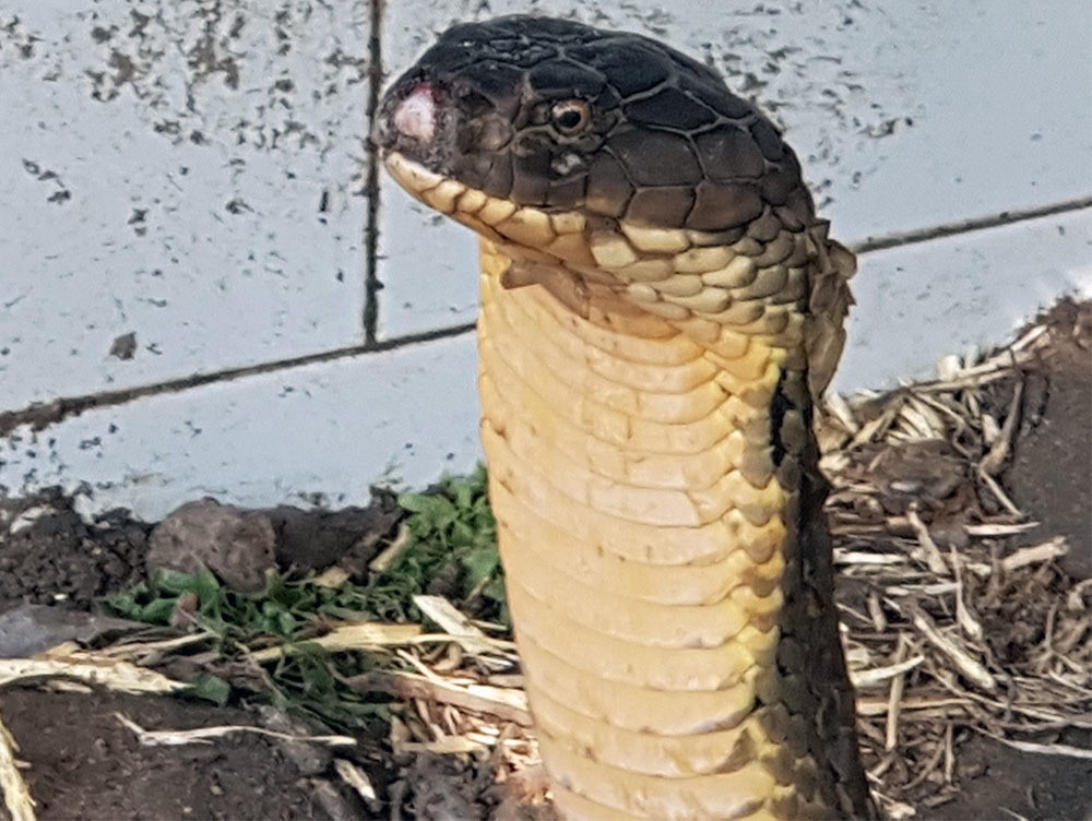 Thông tin bất ngờ về cặp rắn hổ khủng bắt được ở miền Tây: Nặng 18kg và đang có hiện tượng lột da