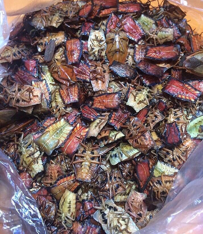 Bọ xít non mùi hôi đáng sợ: Đắt hơn bò Mỹ, rang ăn cả cân