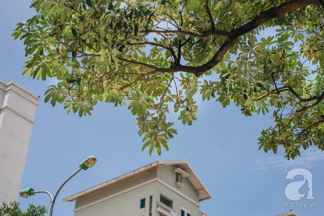 Chuyện gì đã xảy ra với hoa sữa của chúng ta: Giữa mùa hè oi ả, hoa sữa Hà Nội rủ nhau bung nở như thể sắp đến Tết?