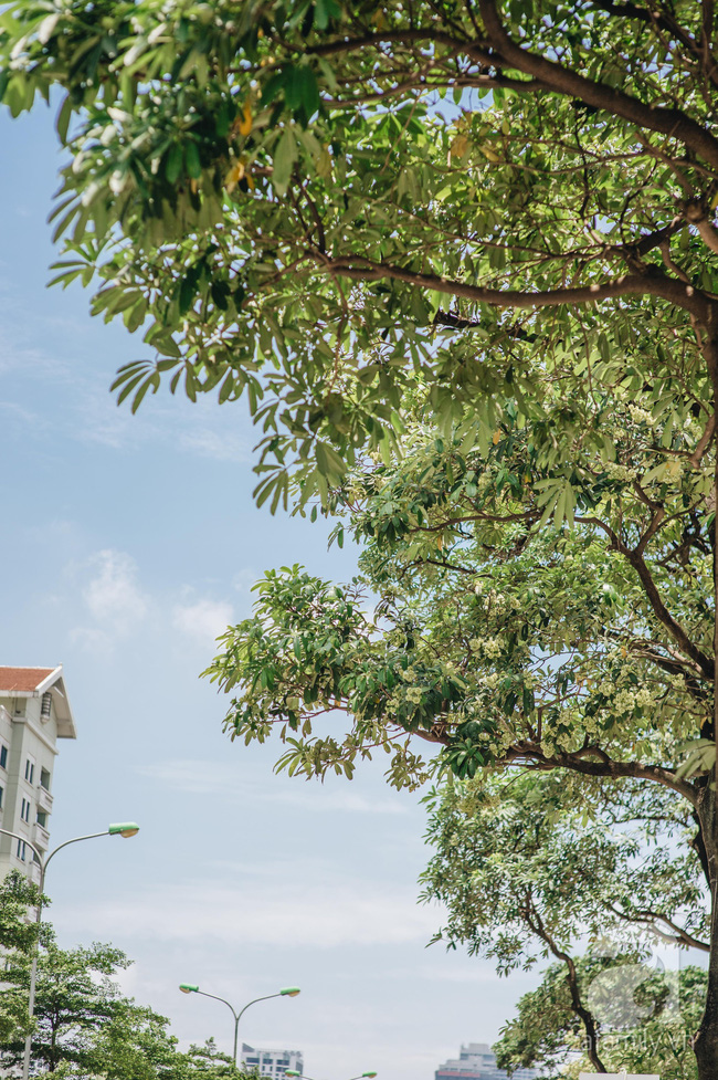 Chuyện gì đã xảy ra với hoa sữa của chúng ta: Giữa mùa hè oi ả, hoa sữa Hà Nội rủ nhau bung nở như thể sắp đến Tết?