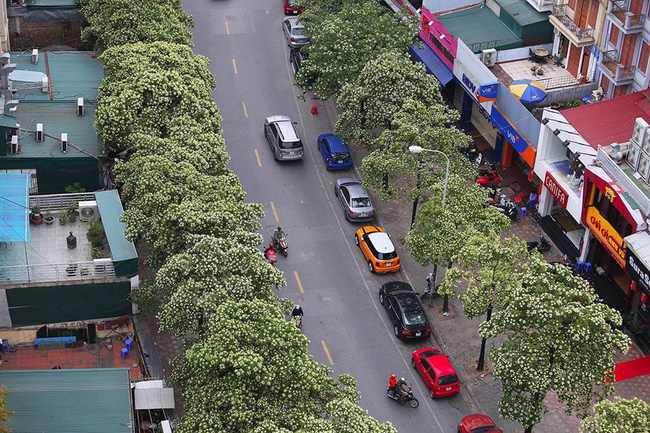 Chuyện gì đã xảy ra với hoa sữa của chúng ta: Giữa mùa hè oi ả, hoa sữa Hà Nội rủ nhau bung nở như thể sắp đến Tết?