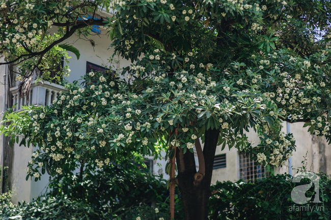 Chuyện gì đã xảy ra với hoa sữa của chúng ta: Giữa mùa hè oi ả, hoa sữa Hà Nội rủ nhau bung nở như thể sắp đến Tết?