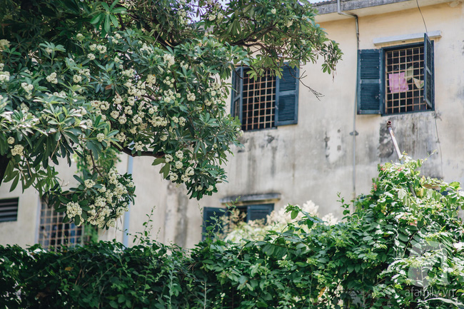 Chuyện gì đã xảy ra với hoa sữa của chúng ta: Giữa mùa hè oi ả, hoa sữa Hà Nội rủ nhau bung nở như thể sắp đến Tết?