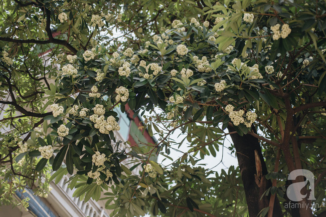 Chuyện gì đã xảy ra với hoa sữa của chúng ta: Giữa mùa hè oi ả, hoa sữa Hà Nội rủ nhau bung nở như thể sắp đến Tết?