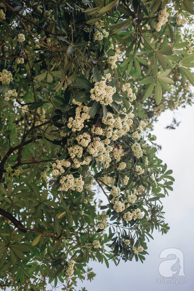 Chuyện gì đã xảy ra với hoa sữa của chúng ta: Giữa mùa hè oi ả, hoa sữa Hà Nội rủ nhau bung nở như thể sắp đến Tết?