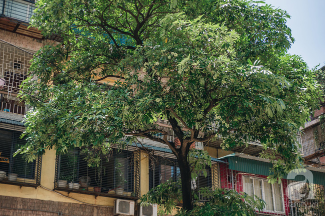 Chuyện gì đã xảy ra với hoa sữa của chúng ta: Giữa mùa hè oi ả, hoa sữa Hà Nội rủ nhau bung nở như thể sắp đến Tết?