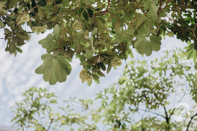 Chuyện gì đã xảy ra với hoa sữa của chúng ta: Giữa mùa hè oi ả, hoa sữa Hà Nội rủ nhau bung nở như thể sắp đến Tết?