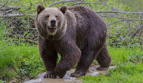 Vứt hết logic sang một bên, cảnh sát Khánh đứng đánh hơi ngay giữa... chợ để tìm bồ bị bắt cóc