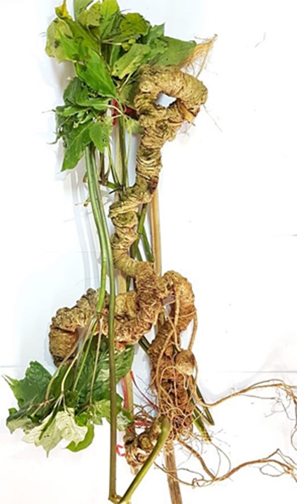 Cặp sâm Ngọc Linh hơn 100 tuổi giá tiền tỷ