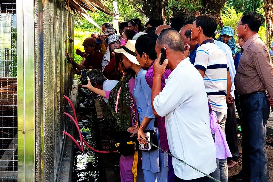 Đổ xô đi xem rắn hổ mang chúa khổng lồ, du khách vỡ mộng