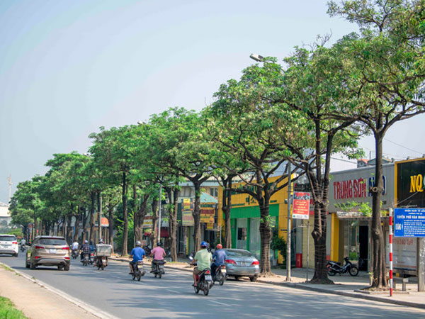 Dân Thủ đô sốc mùi hoa sữa giữa mùa hè, chuyên gia lý giải nguyên nhân