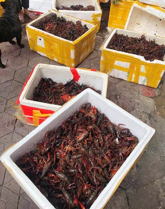 Tôm hùm đất giá nào cũng có bán tràn lan trên mạng, chị em nội trợ mua ầm ầm