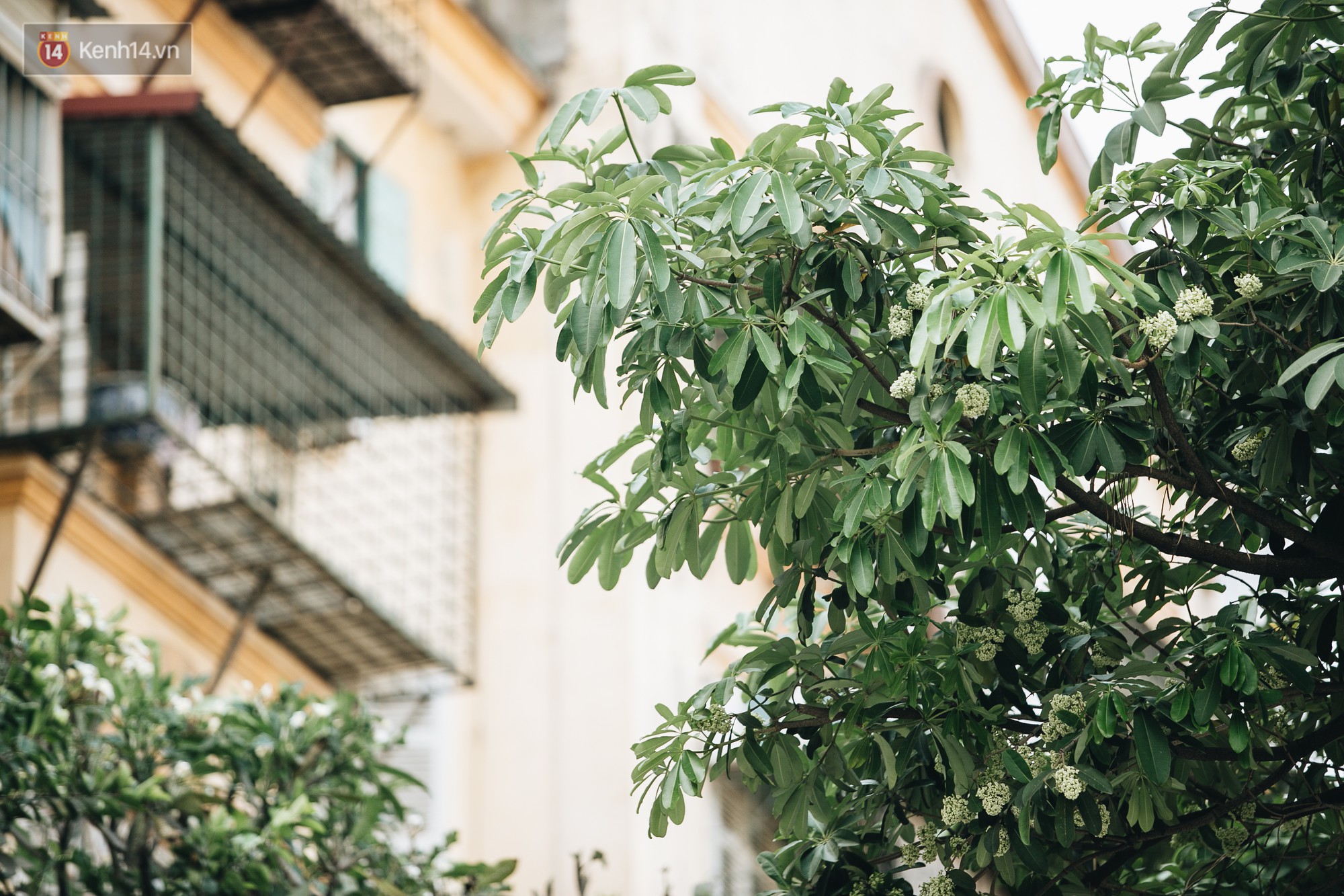 Video ảnh: Không chỉ biến hạ thành đông, Hà Nội còn gọi cả hàng cây hoa sữa bung nở khắp phố dù trái mùa