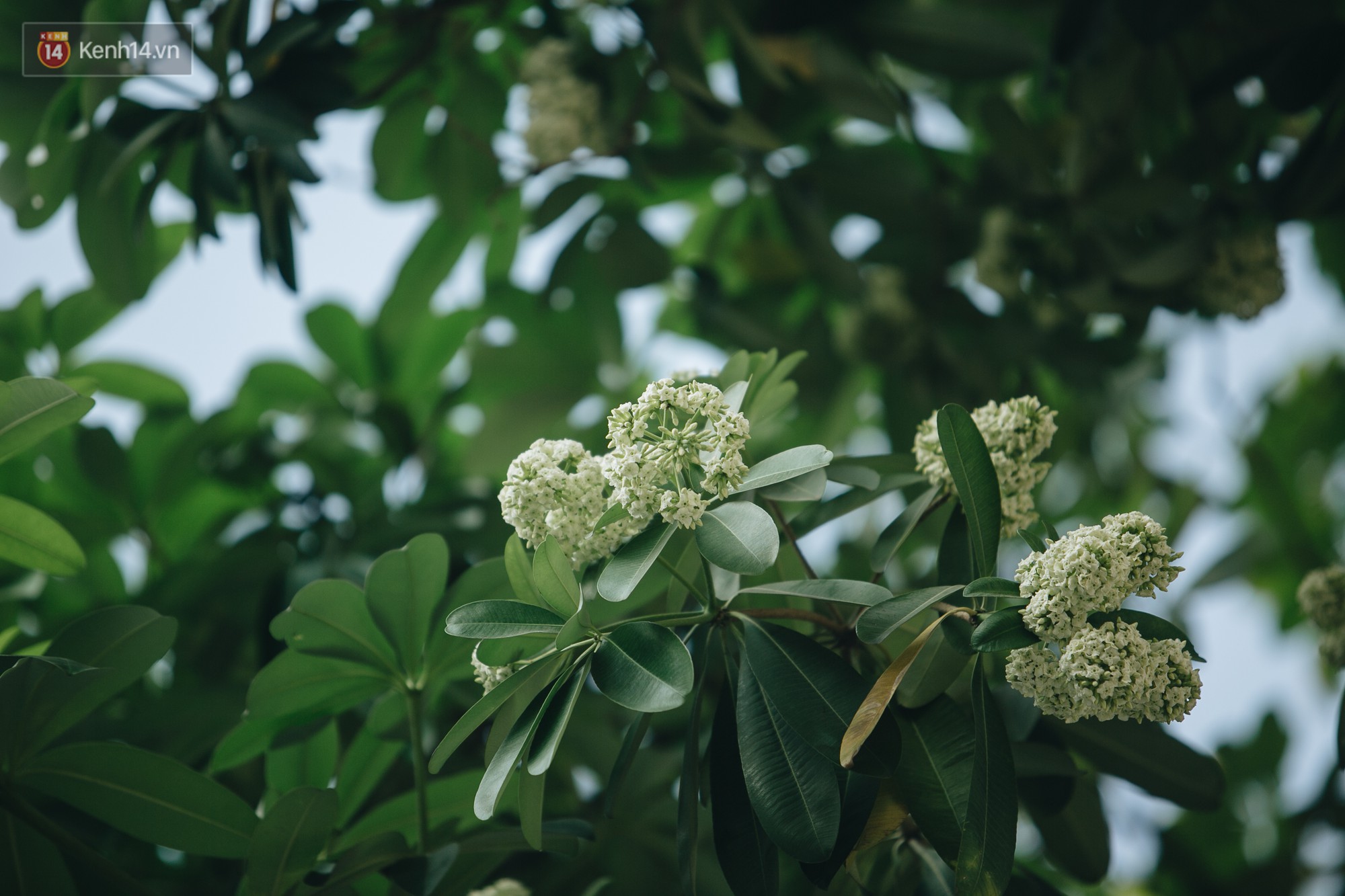 Video ảnh: Không chỉ biến hạ thành đông, Hà Nội còn gọi cả hàng cây hoa sữa bung nở khắp phố dù trái mùa