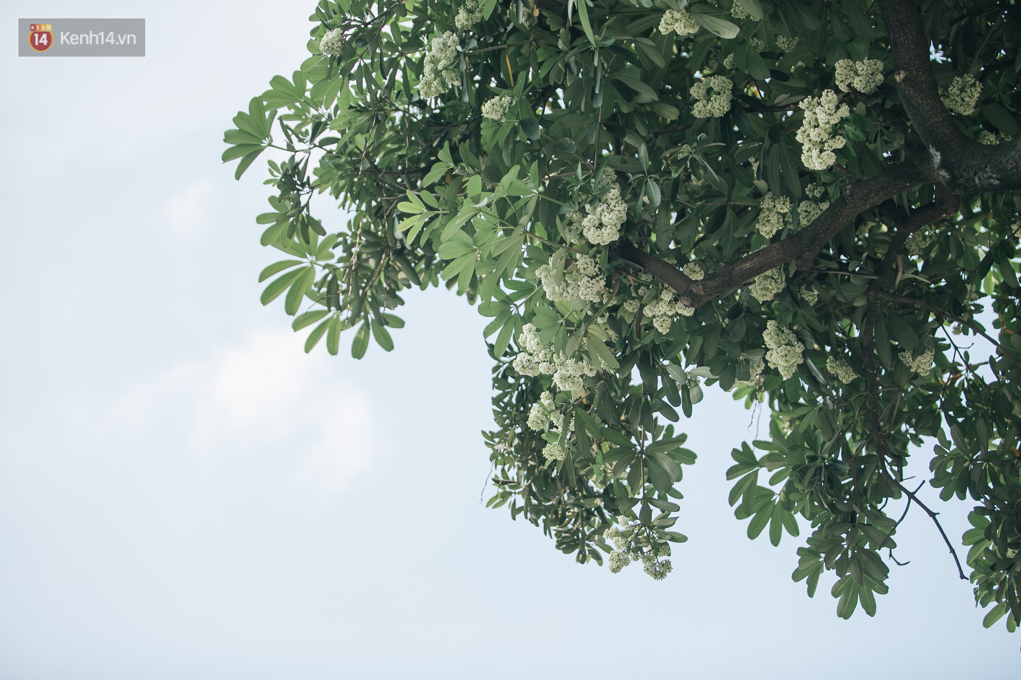 Video ảnh: Không chỉ biến hạ thành đông, Hà Nội còn gọi cả hàng cây hoa sữa bung nở khắp phố dù trái mùa