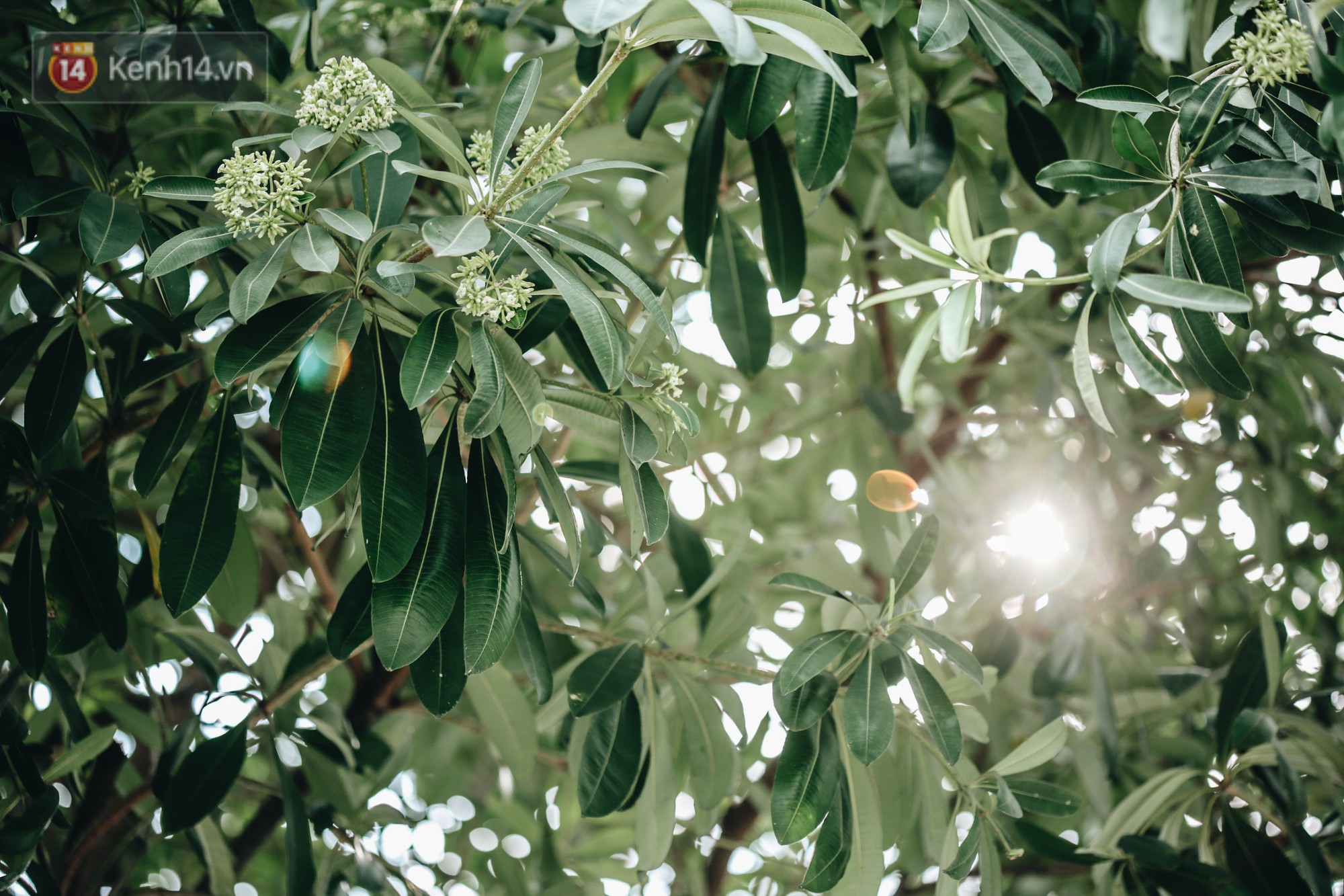 Video ảnh: Không chỉ biến hạ thành đông, Hà Nội còn gọi cả hàng cây hoa sữa bung nở khắp phố dù trái mùa