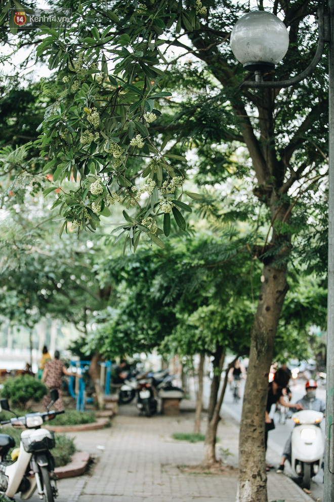 Video ảnh: Không chỉ biến hạ thành đông, Hà Nội còn gọi cả hàng cây hoa sữa bung nở khắp phố dù trái mùa