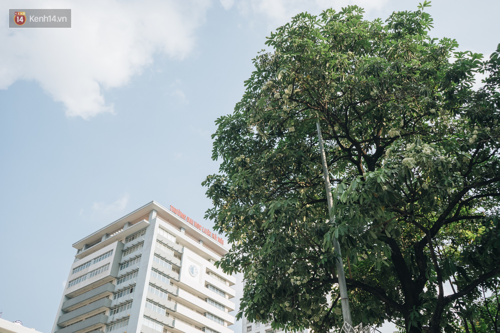 Video ảnh: Không chỉ biến hạ thành đông, Hà Nội còn gọi cả hàng cây hoa sữa bung nở khắp phố dù trái mùa