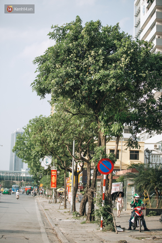 Video ảnh: Không chỉ biến hạ thành đông, Hà Nội còn gọi cả hàng cây hoa sữa bung nở khắp phố dù trái mùa