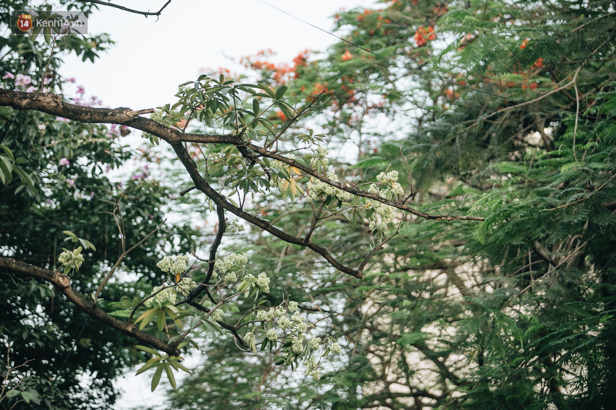 Video ảnh: Không chỉ biến hạ thành đông, Hà Nội còn gọi cả hàng cây hoa sữa bung nở khắp phố dù trái mùa