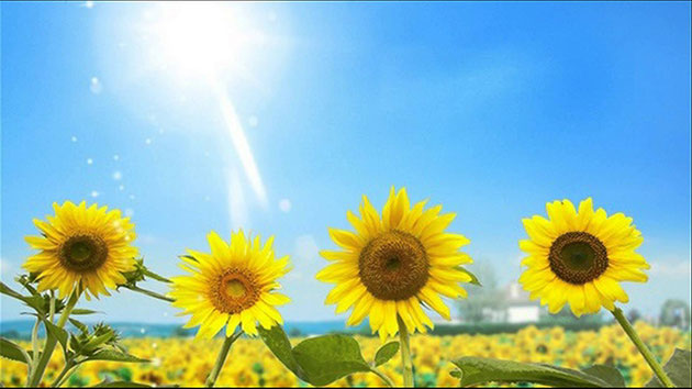 Tử vi 12 con giáp hôm nay (19/5/2019): Sửu gặp tiểu nhân, Hợi cẩn thận bị lừa