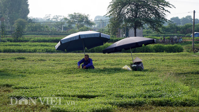 Video ảnh: Nông dân mang bảo bối chống nắng 40 độ C ra đồng