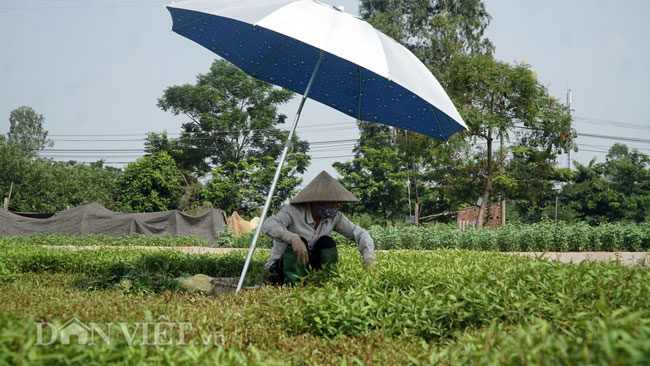 Video ảnh: Nông dân mang bảo bối chống nắng 40 độ C ra đồng